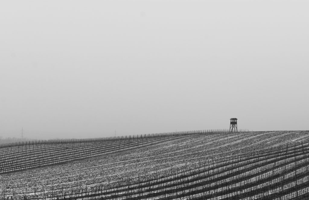 Winter view of a vineyard landscape in South Moravia