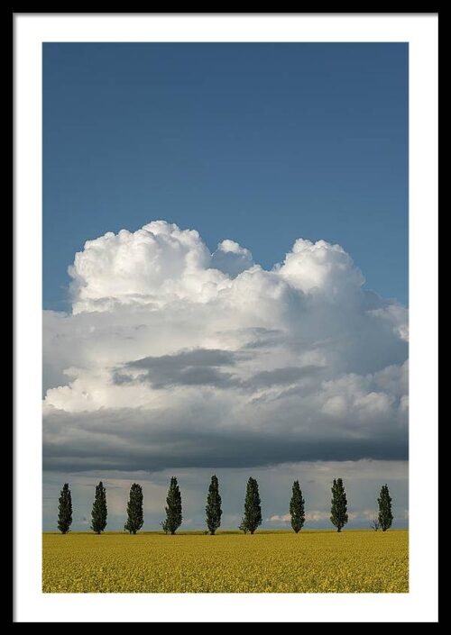 Poplar trees in the field II - Framed Landscape Photography Print, Framed Landscapes, Poplar trees in the field II – Framed Landscape Photography Print