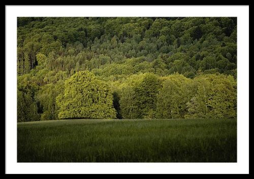 A Green Tree in a Green Meadow - Framed Photography Print, Framed Landscapes, A Green Tree in a Green Meadow – Framed Photography Print