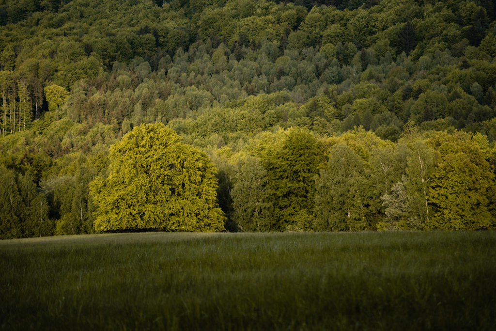 Fine art landscape photography - Green tree, Green meadow