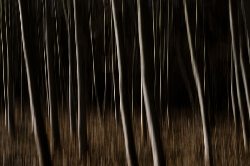 Nature Photography Prints