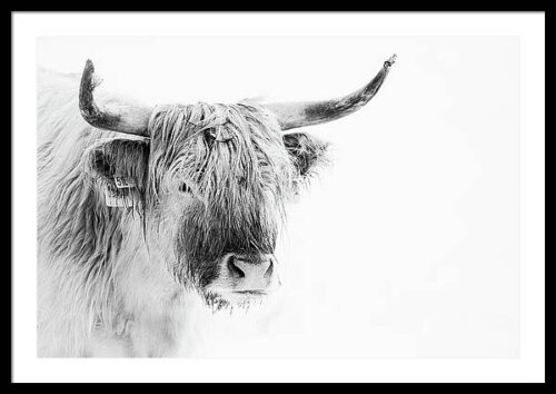 Highland Cattle Framed Photography Art Print, Framed Animals & Wildlife, Highland Cattle Framed Photography Art Print
