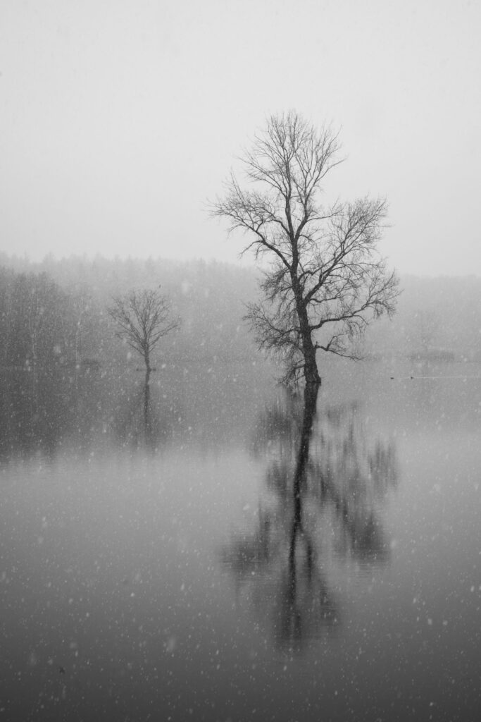 Black and White Winter Nature Set of 3 Prints Tree in the water art print