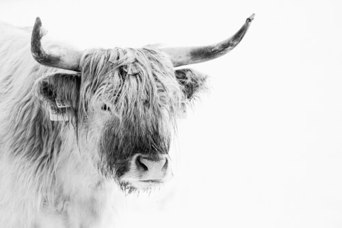 Highland Cattle Fine Art Photography Print, Black & White, Highland Cattle Fine Art Photography Print