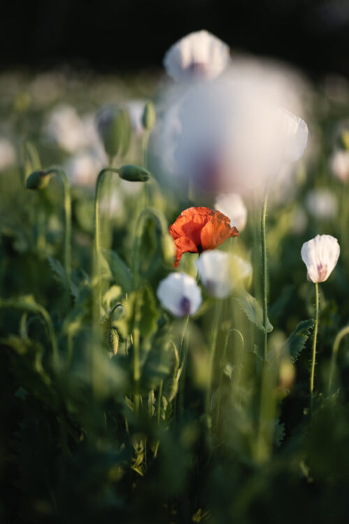 The Poppy Field II - Photography Art Print, Nature, The Poppy Field II – Photography Art Print