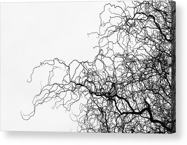 Black&White nature photography acrylic print
