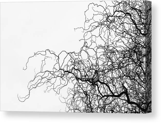 Abstract nature photography canvas print