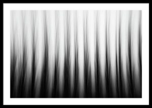 Poplars in motion - Abstract nature photography framed print
