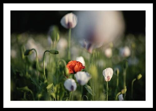 The Poppy Field Framed Photography, Framed Nature, The Poppy Field Framed Photography