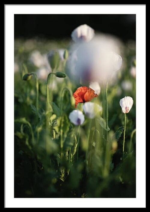 The Poppy Field II - Framed Photography Art Print, Framed Nature, The Poppy Field II – Framed Photography Art Print