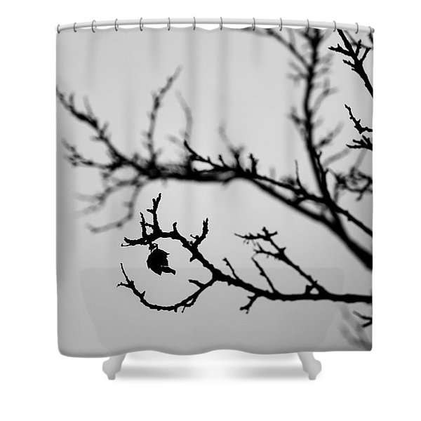 Tree-silhouette shower curtain; lovely journals; wall art: In