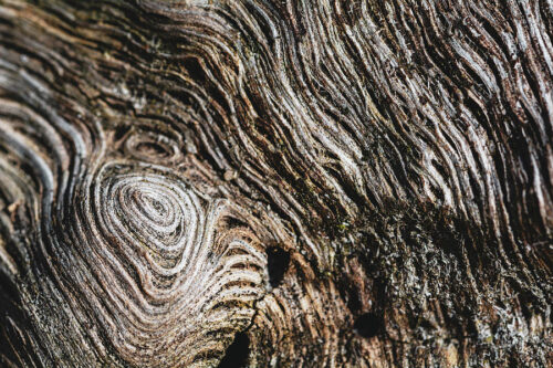 Abstract Nature Photography for Sale, Trees, Abstract Nature Photography for Sale