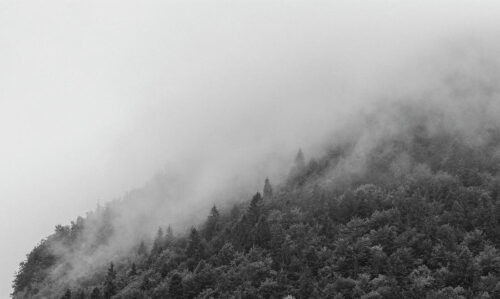 Misty forest, Black & White, Misty forest