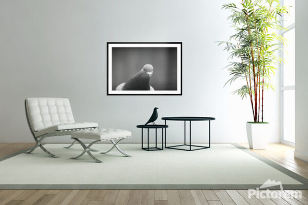 Pigeon portrait - Visualization in the interior