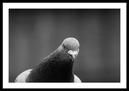 Black and white portrait of a pigeon - Framed photography for sale, Framed Black and White, Black and white portrait of a pigeon – Framed photography for sale