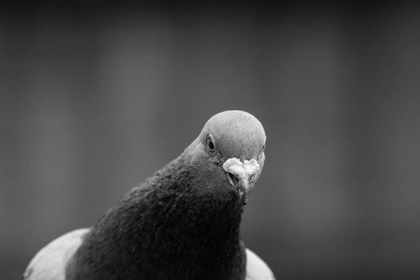 Pigeon - BW photography