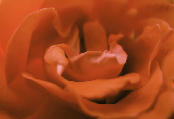 Sensual Flower - Fine Art Photography Print