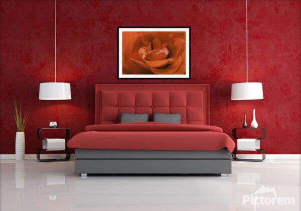 Red Rose Flower Photography - Visualization in the interior
