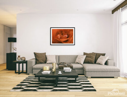 Red Rose Flower Photography - Visualization in the interior - Abstract