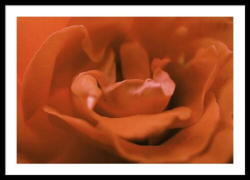 Red rose flower - Framed photography print, Framed Nature, Red rose flower – Framed photography print