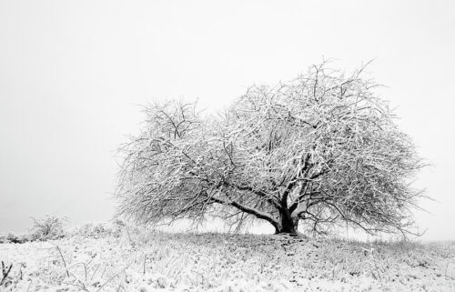 A Snowy Tree in a Winter Landscape Photography, Black & White, A Snowy Tree in a Winter Landscape Photography