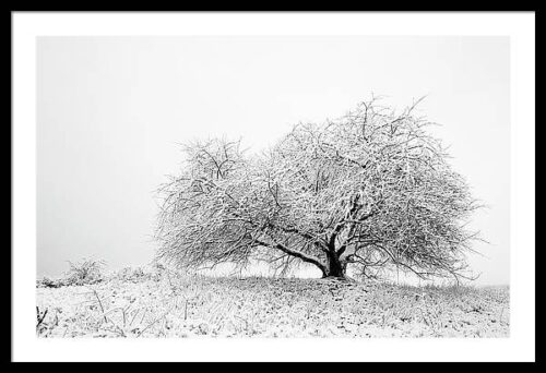 A Snowy Tree in a Winter Landscape - Fine Art Photography Print, Framed Landscapes, A Snowy Tree in a Winter Landscape – Fine Art Photography Print