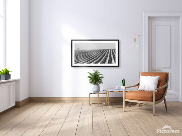 Vineyard in winter - Visualization of photography in the interior