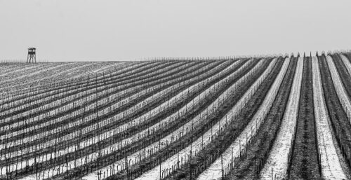 Vineyard in winter photography