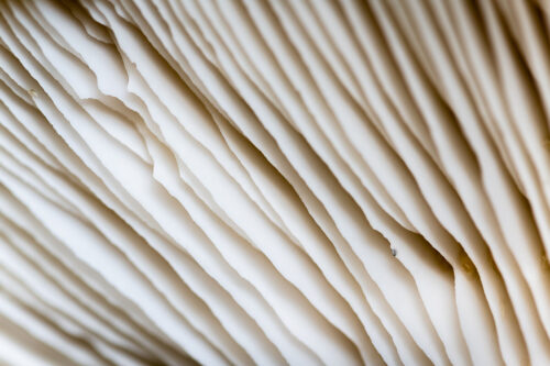 Abstract Mushroom Macro – Fine Art  Photograph for Sale - Art print by Martin Vorel