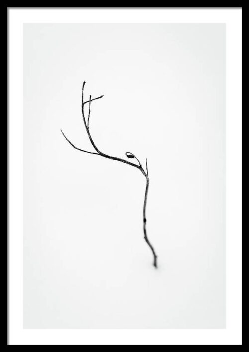 Minimalist Flower - Framed Photography for Sale, Framed Photography, Minimalist Flower – Framed Photography for Sale