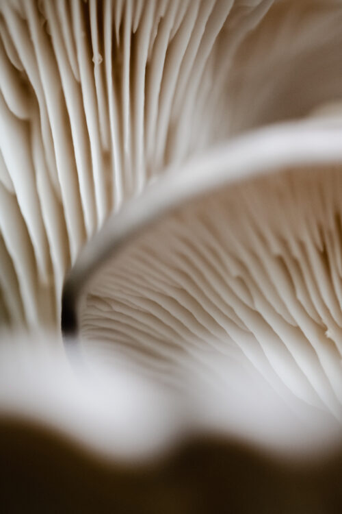 Mushrooms Up Close Fine Art Photography - Art print by Martin Vorel