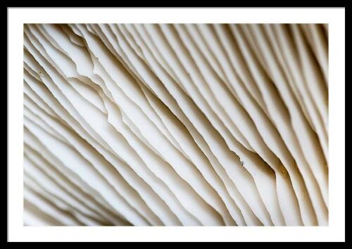 Abstract Mushroom Macro - Fine Art Framed Photograph, Framed Minimalist, Abstract Mushroom Macro – Fine Art Framed Photograph