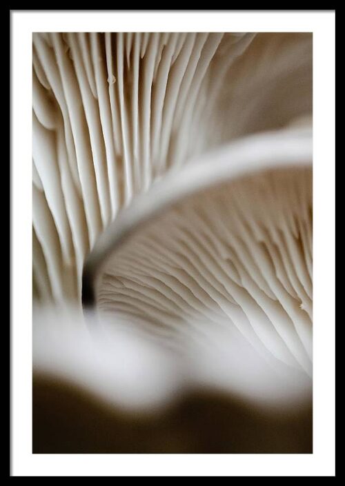 Mushrooms Up Close Framed Photography for Sale, Framed Photography, mushrooms-up-close-framed-photography