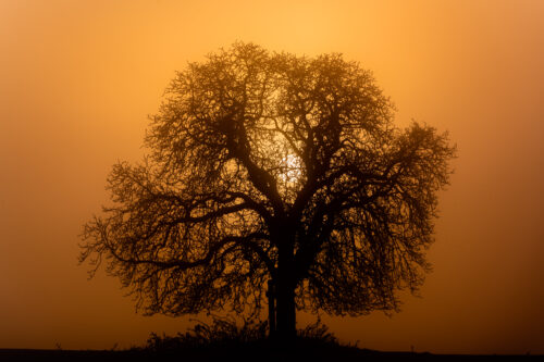 The Sun Rising Behind a Tree - Fine Art Photography Print, Winter, The Sun Rising Behind a Tree – Fine Art Photography Print