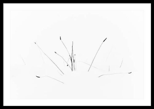 Minimalist photo of a plant in the snow - Framed art print, Framed Minimalist, Minimalist photo of a plant in the snow – Framed art print