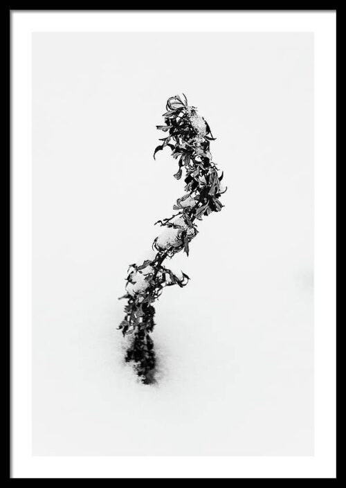 "S" shaped flower - B&W Photography Framed Print, Framed Minimalist, “S” shaped flower – B&W Photography Framed Print