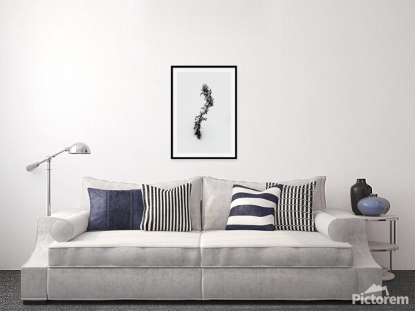 "S" shaped flower - Fine Art Photography Visualization in the interior