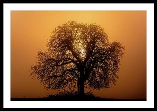 The Sun Rising Behind a Tree - Fine Art Framed Photography, Framed Minimalist, The Sun Rising Behind a Tree – Fine Art Framed Photography