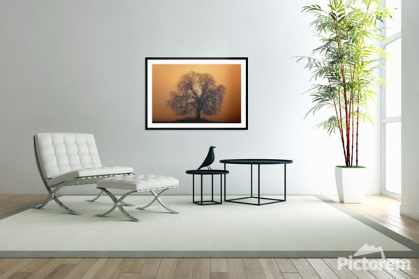 The Sun Rising Behind a Tree - Fine Art Photography Visualization in the interior