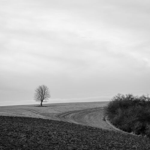A Tree Stands Alone in the Landscape - Minimalist Fine Art Photography, Black & White, A Tree Stands Alone in the Landscape – Minimalist Fine Art Photography