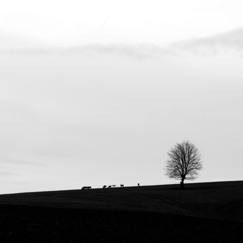 Silhouette of a Lonely Tree and Roe Deer - Fine Art Photography Print, Black & White, Silhouette of a Lonely Tree and Roe Deer – Fine Art Photography Print
