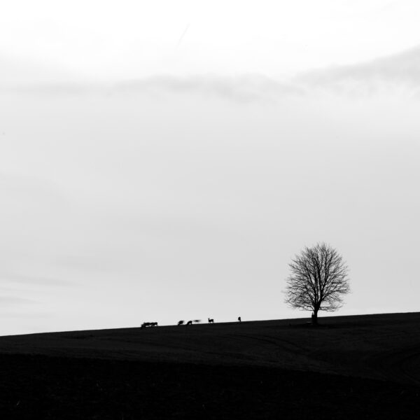 Silhouette of a Lonely Tree and Roe Deer - Fine Art Photography Print