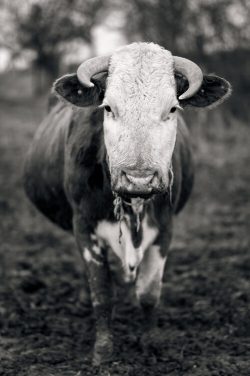 A cow in B&W - Fine Art Photography, Black & White, A cow in B&W – Fine Art Photography