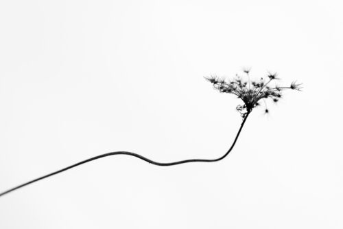 Dry flower – Fine Art Photography Print for Sale - Art print by Martin Vorel