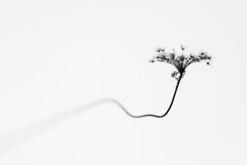 Minimalist Photo of a Dry Flower - Fine Art Print, Black & White, Minimalist Photo of a Dry Flower – Fine Art Print