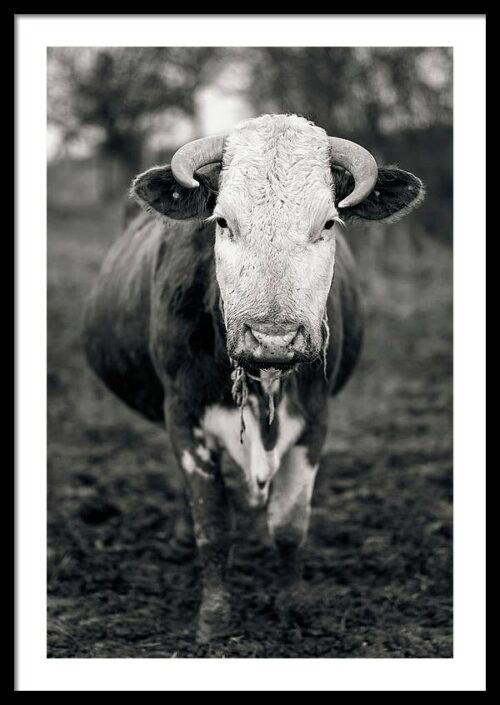 A cow in B&W - Framed Photography Print, Framed Animals & Wildlife, A cow in B&W – Framed Photography Print