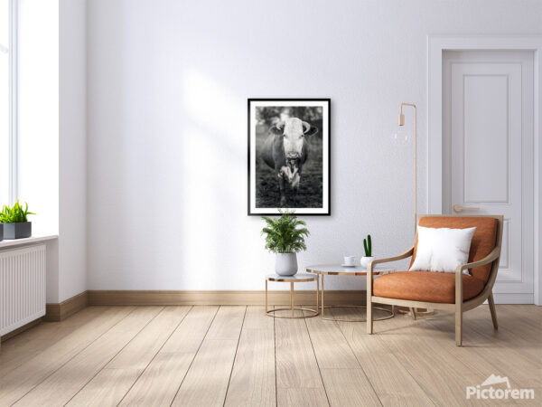 A cow in B&W - Fine Art Photography Visualization in the interior