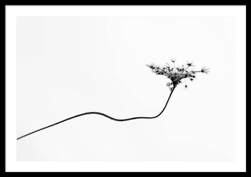 Dry flower - Framed Photography Printed, Framed Nature, Dry flower – Framed Photography Printed