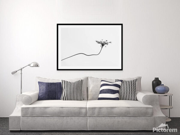 Dry flower - Fine Art Photography Visualization in the interior