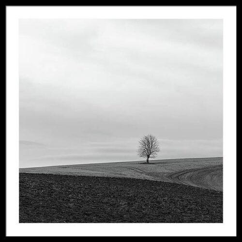 The Lone Tree of Bohemian Paradise - Framed Photography Print, Framed Minimalist, The Lone Tree of Bohemian Paradise – Framed Photography Print